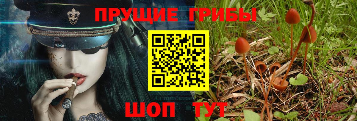 Галлюциногенные грибы MAGIC MUSHROOMS  Вход с VPN  Кашира  Псилоцибиновые грибы Psilocybe 